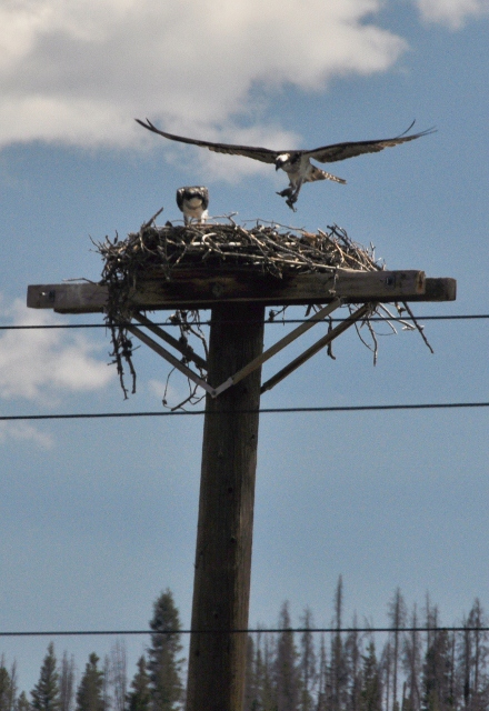 Osprey nest on telephone pole